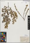 Foto von Salix myrsinifolia Salisb.